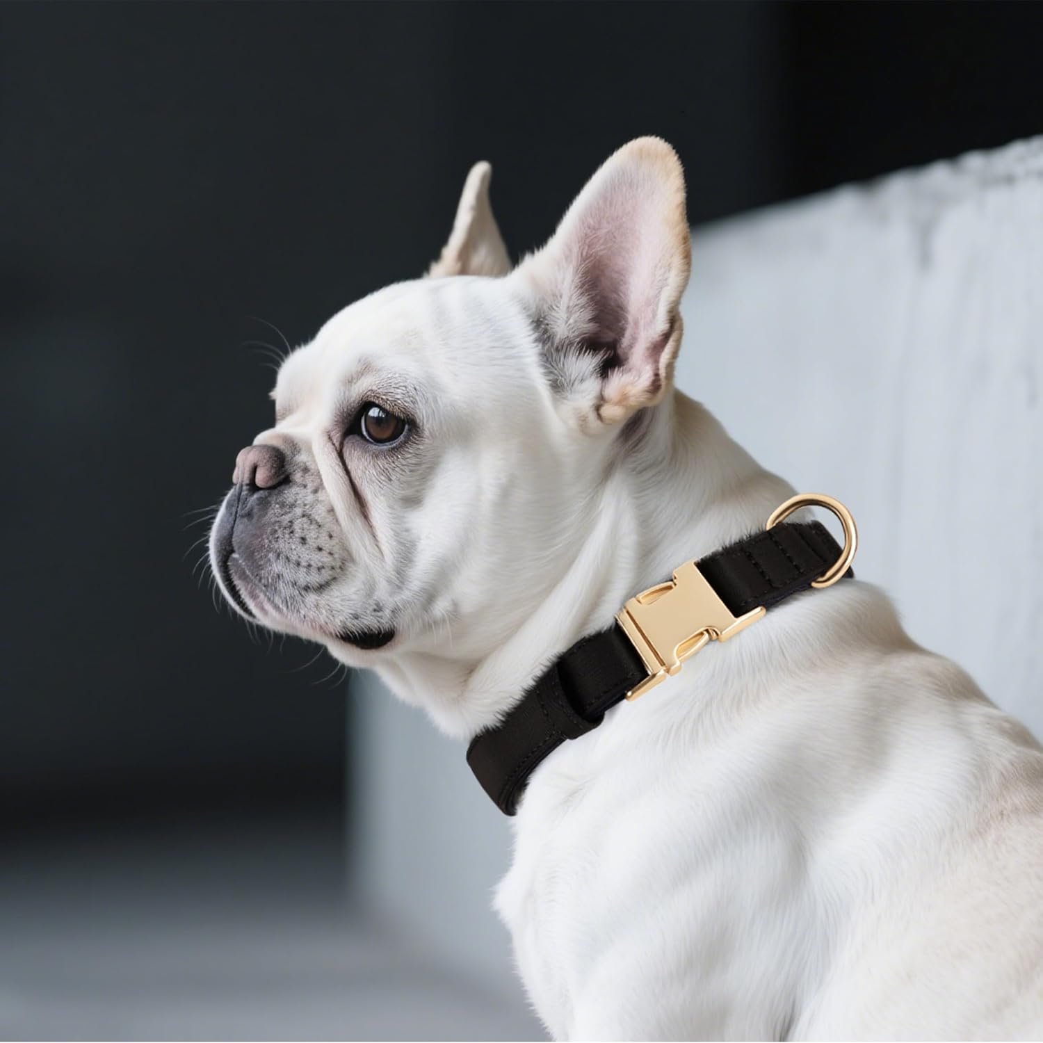 Didog Soft Padded Dog Collars for Small Dogs, Colorful and Durable Dog Collar with Quick Release Buckle, Light and Breathable for Daily Walking, Black, S - Image 3