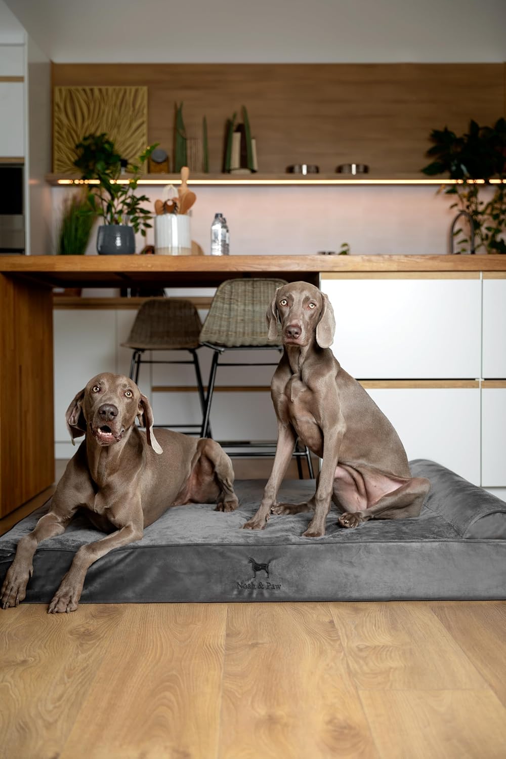 NOAH & PAW Giant Dog Bed XXL 55x45x9.5 Inch, Orthopedic Dog Beds, Eggshell Memory Foam Infused with Cooling Gel, Waterproof, Machine Washable, Includes Inner Cover (Velvet Collection) - Image 2
